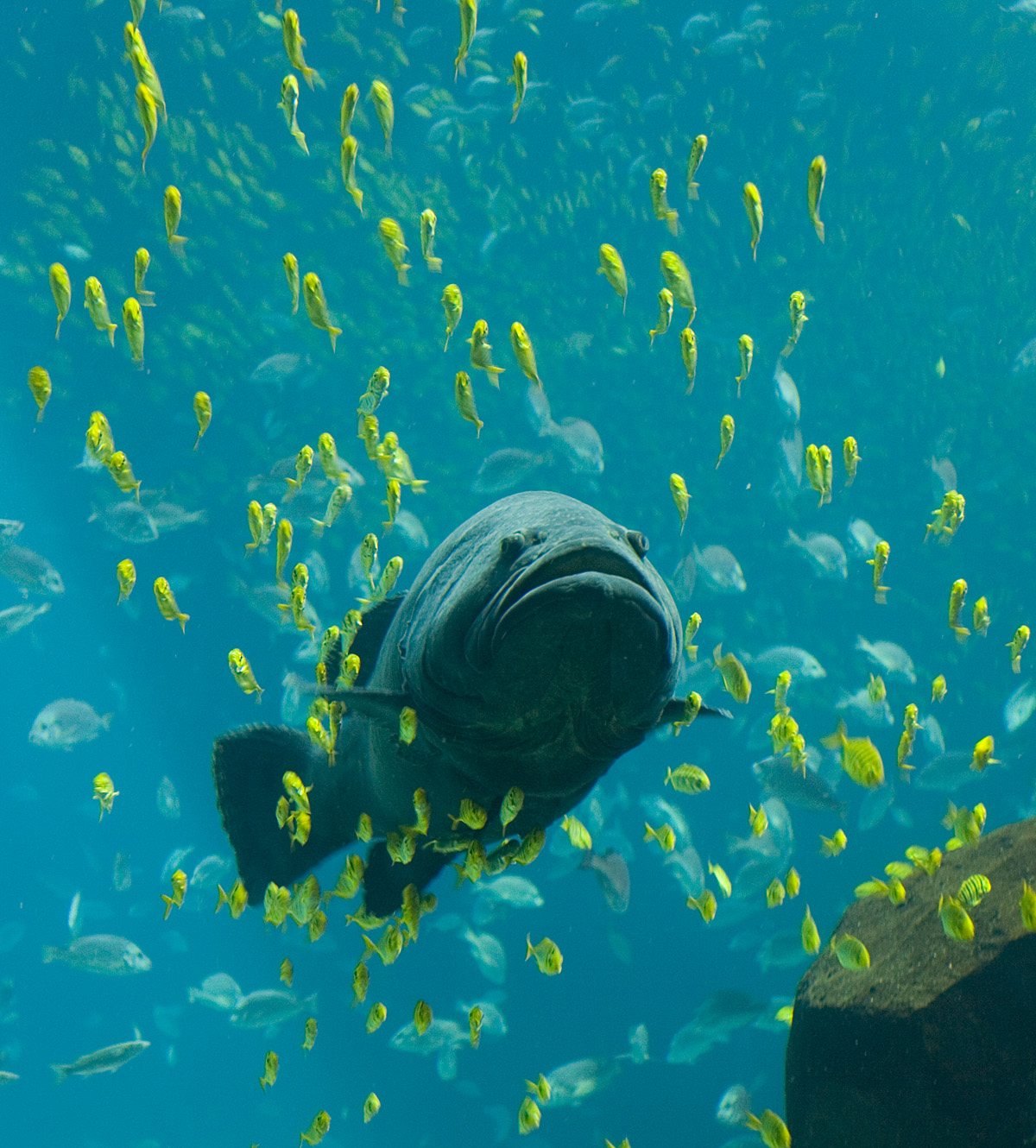 the main tank at the Georgia Aquarium