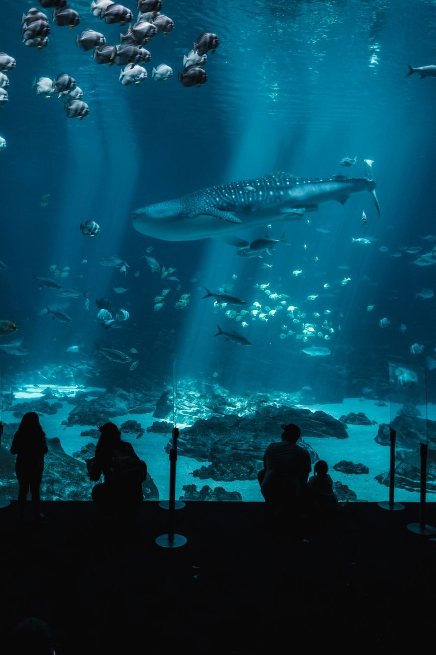 a whale shark gliding past visitors in the massive Ocean Voyager tank at the Georgia Aquarium in Atlanta